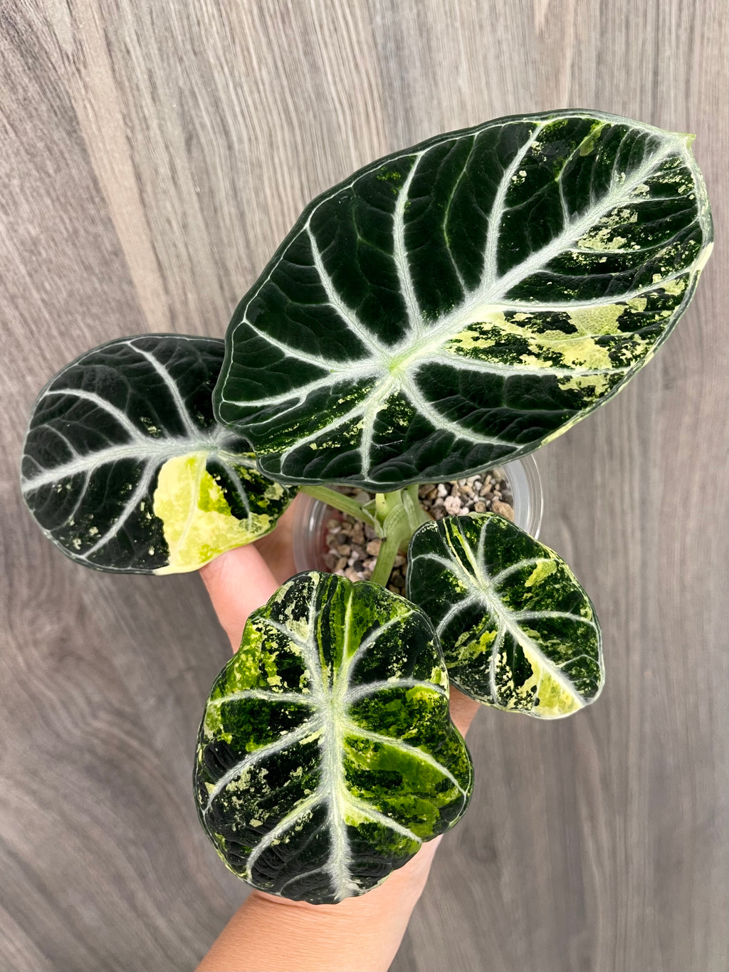 Alocasia Ninja Aurea A
