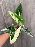 Alocasia Simpo Albo