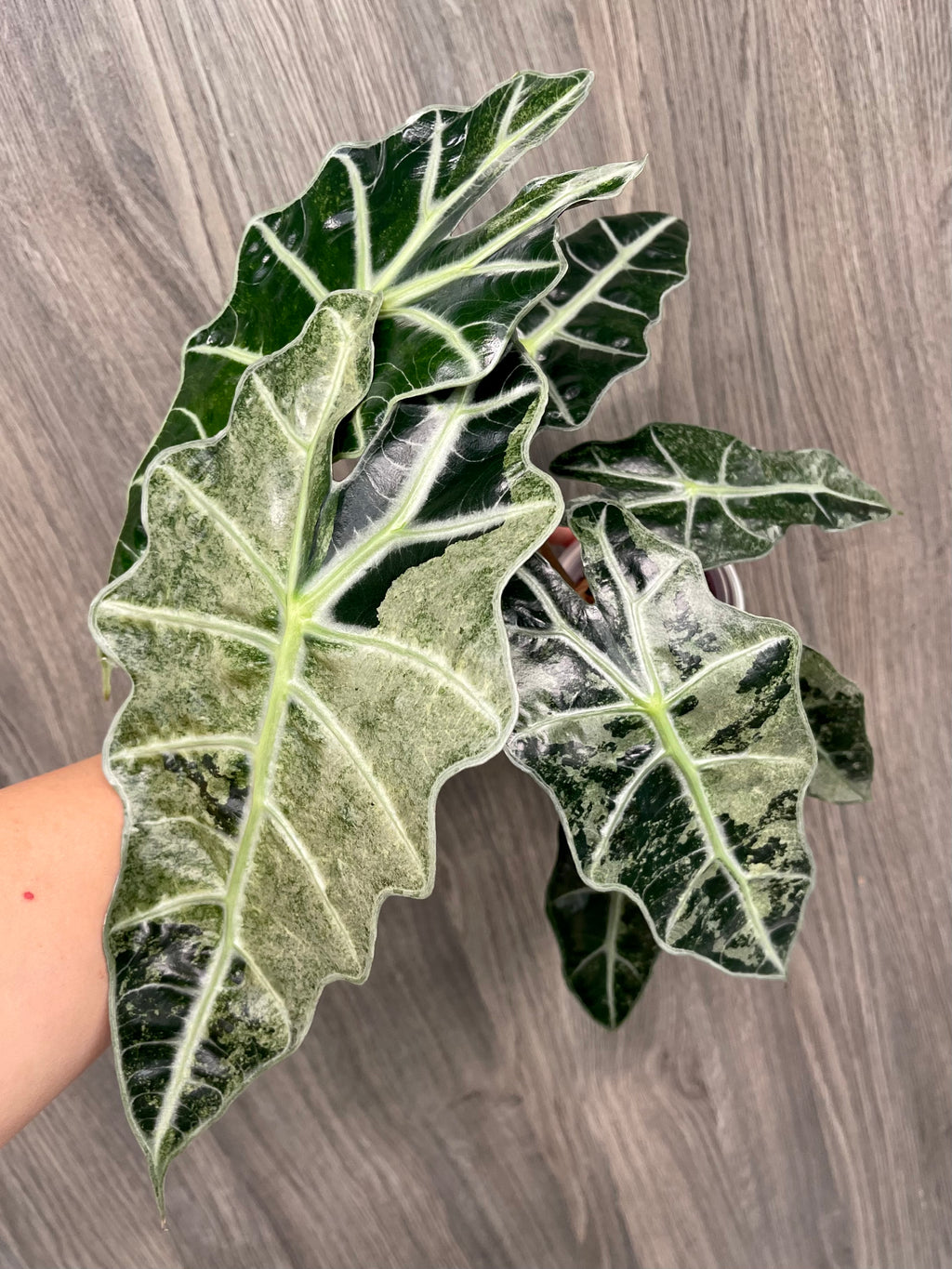 Alocasia Polly Pink Albo Mint A