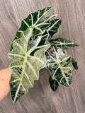 Alocasia Polly Pink Albo Mint A