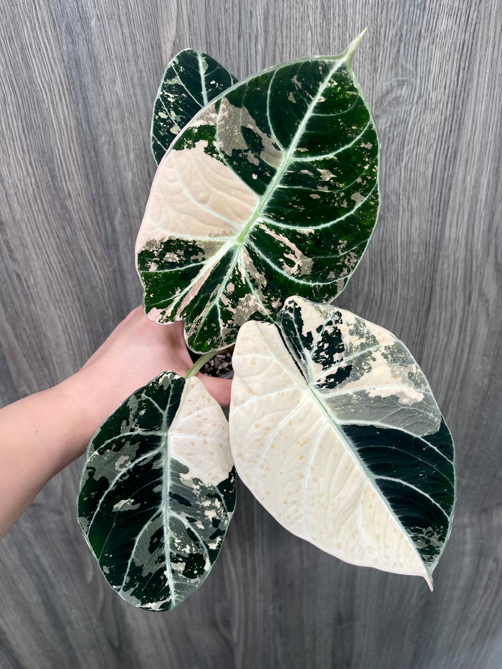 Alocasia Black Velvet Albo A