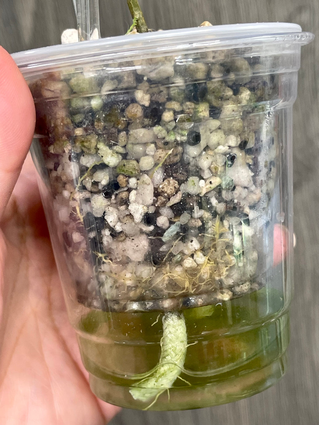 Hoya Buntokensis Purnama