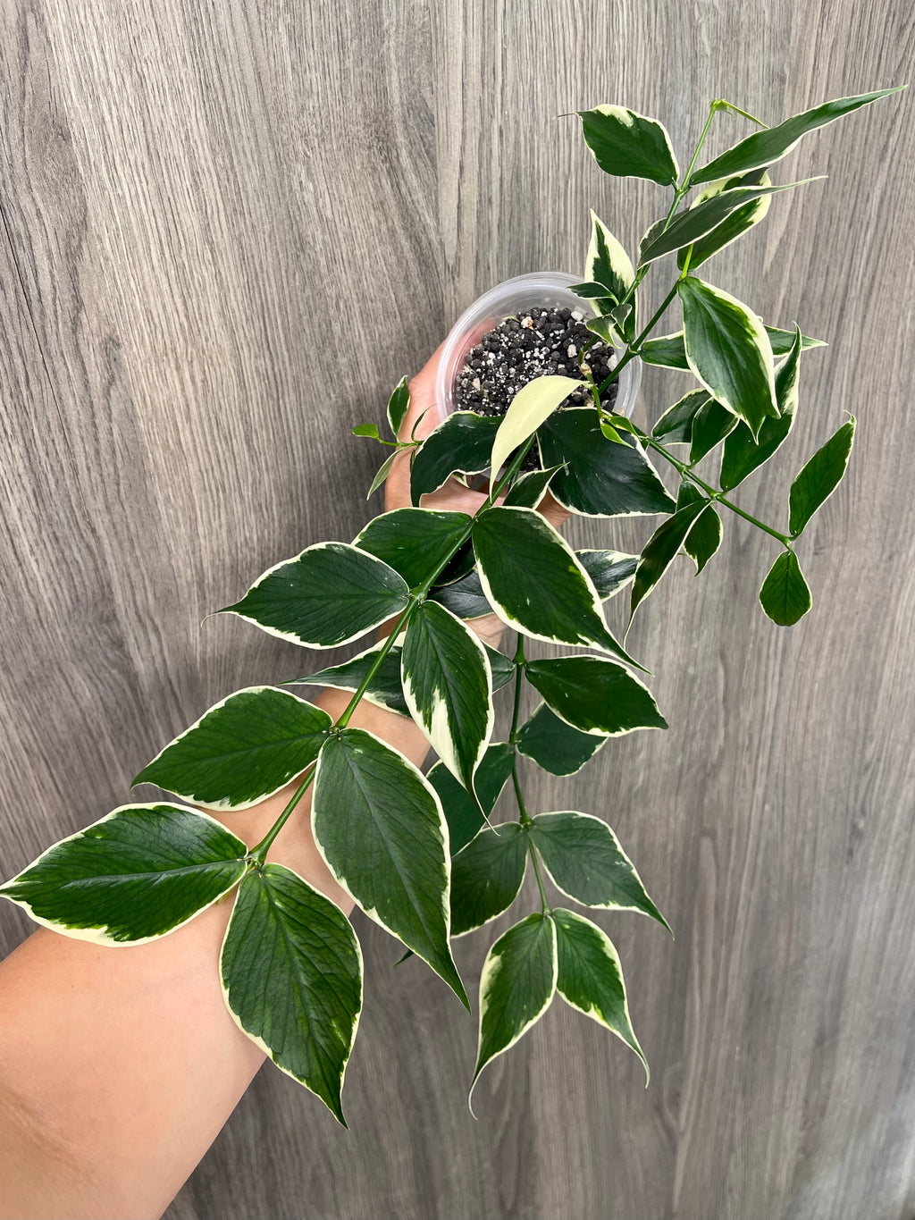 Hoya Polyneura Outer Variegated