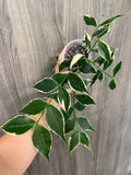 Hoya Polyneura Outer Variegated