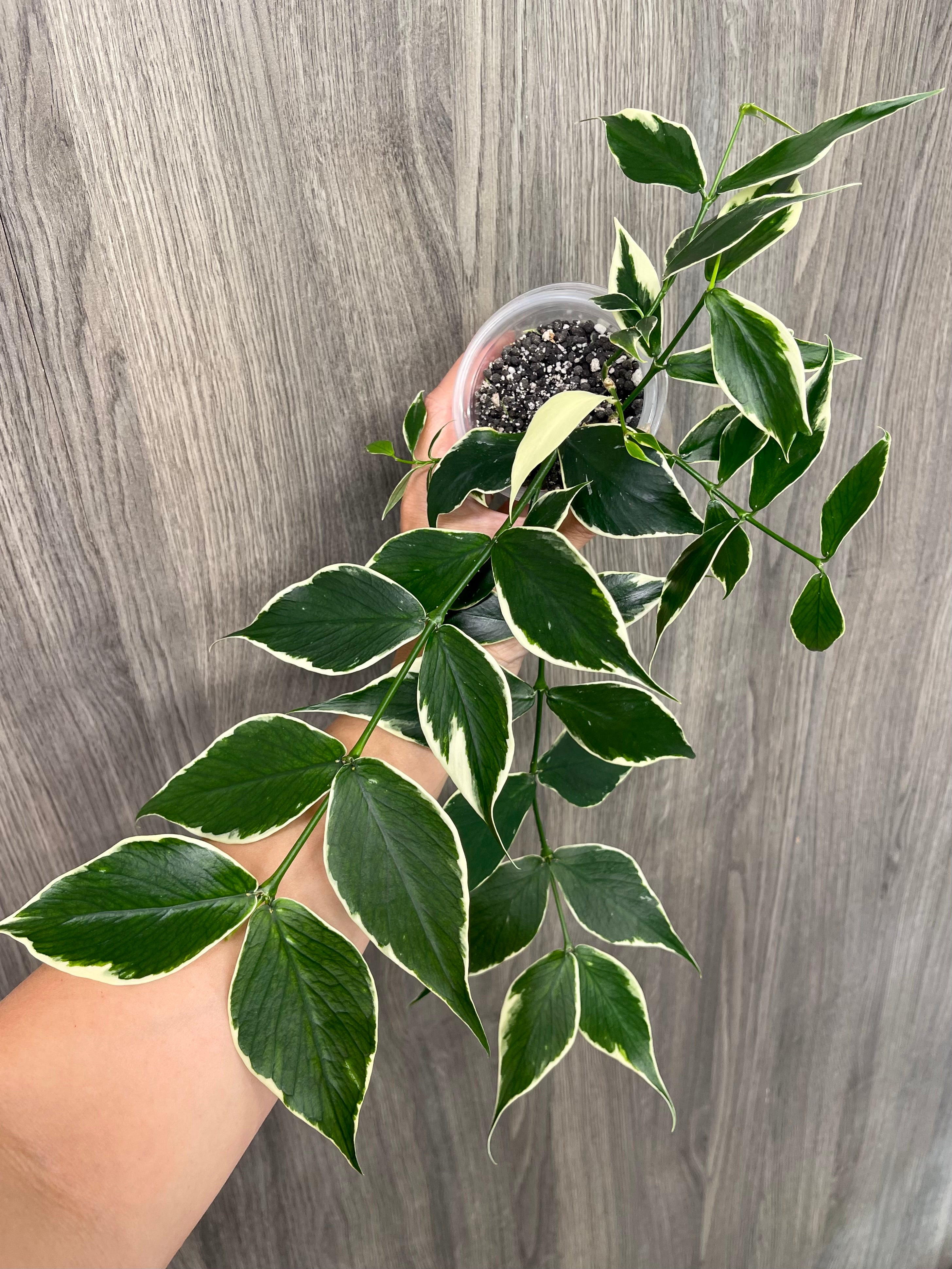 Hoya Polyneura Outer Variegated