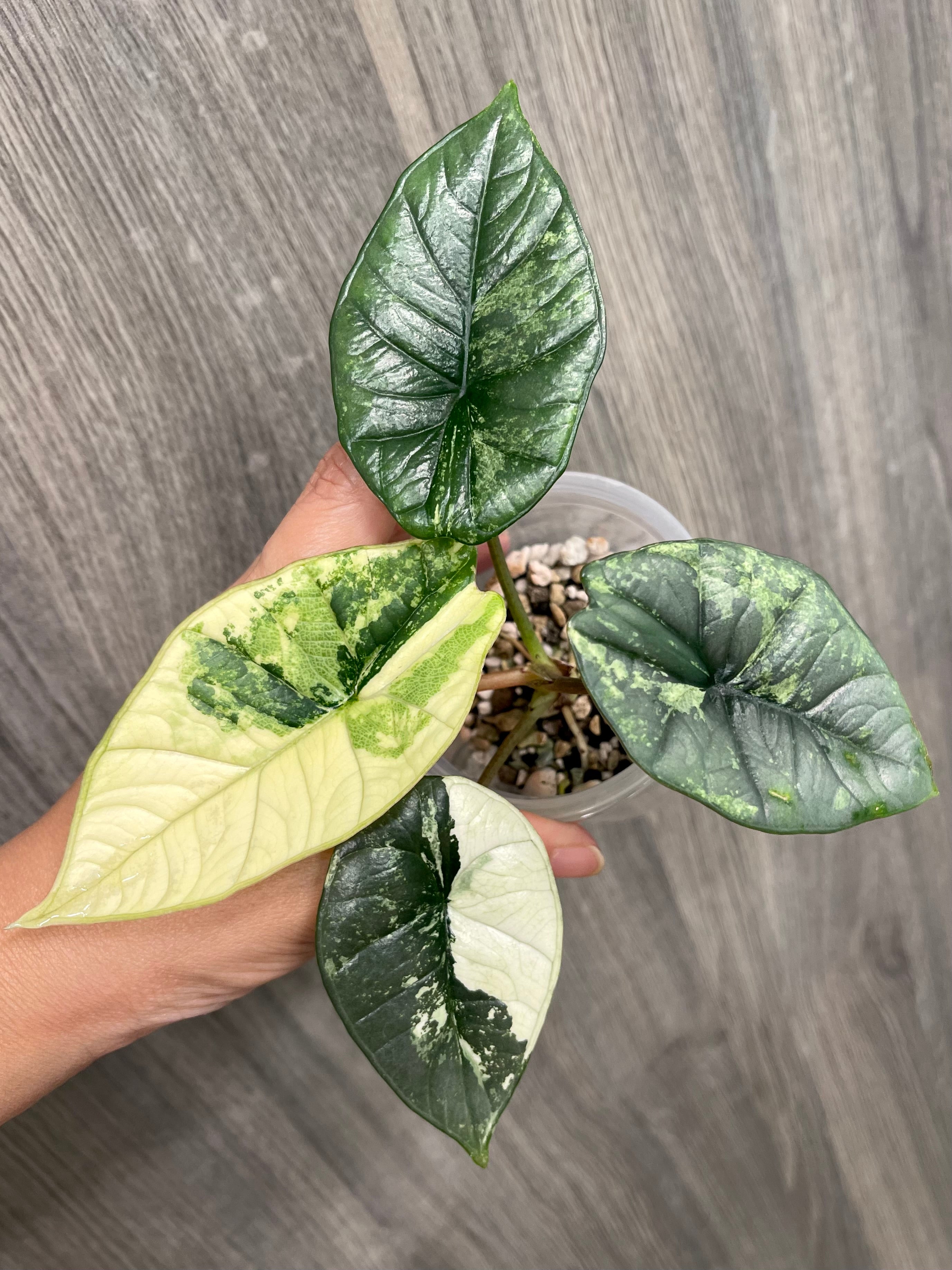 Alocasia Bisma Platinum Albo Mint B – TKL EXOTICA