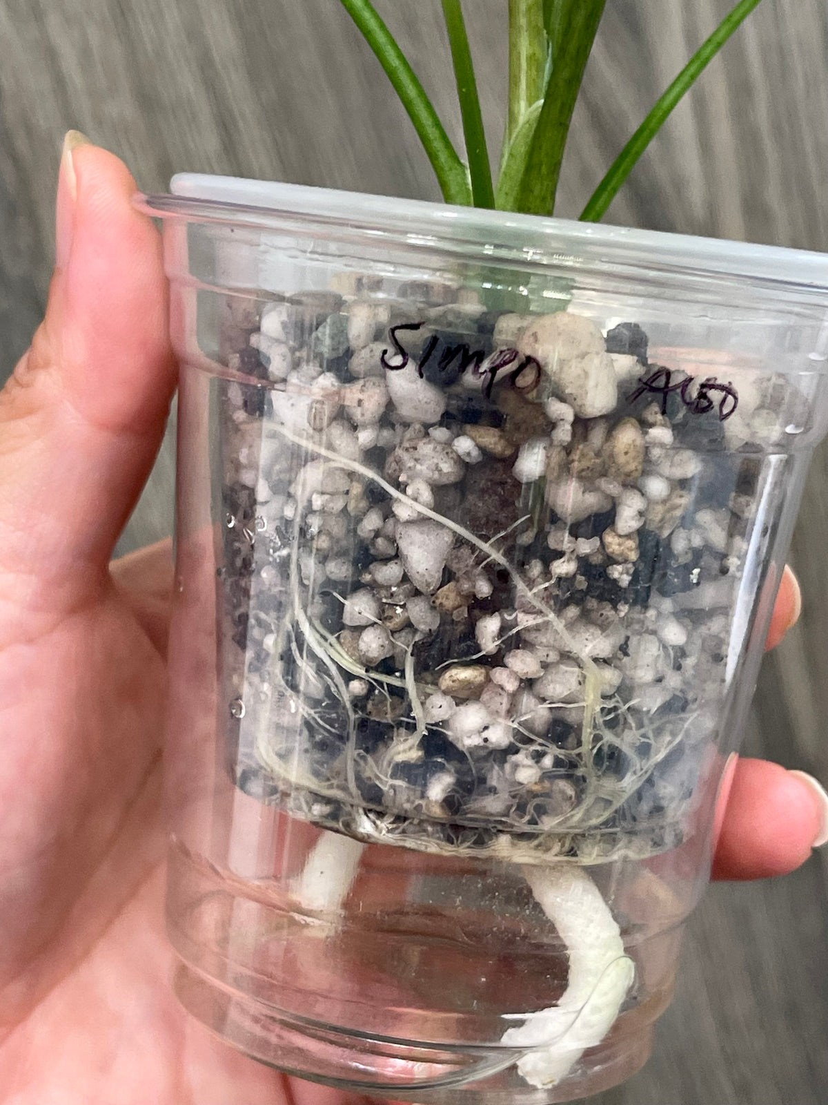 Alocasia Simpo Albo A