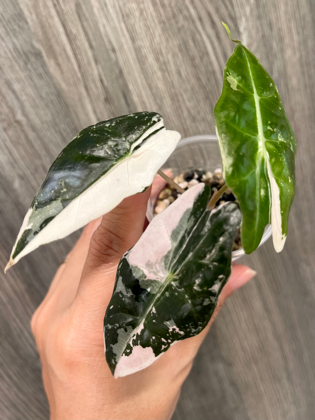 Alocasia Sanderiana Bull Pink C
