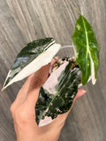 Alocasia Sanderiana Bull Pink C