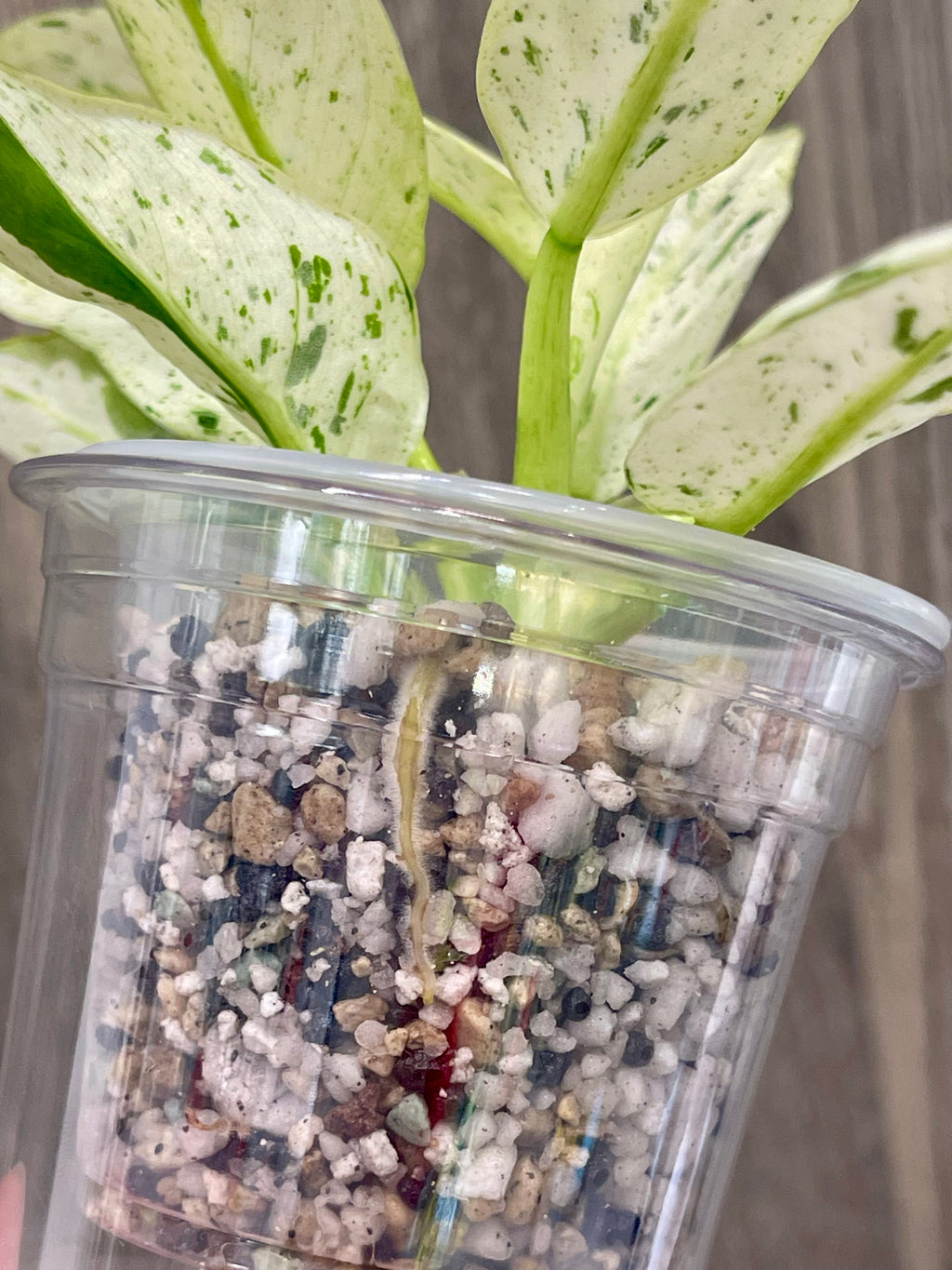 Philodendron Orlando Variegated