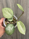 Hoya Latifolia Silver