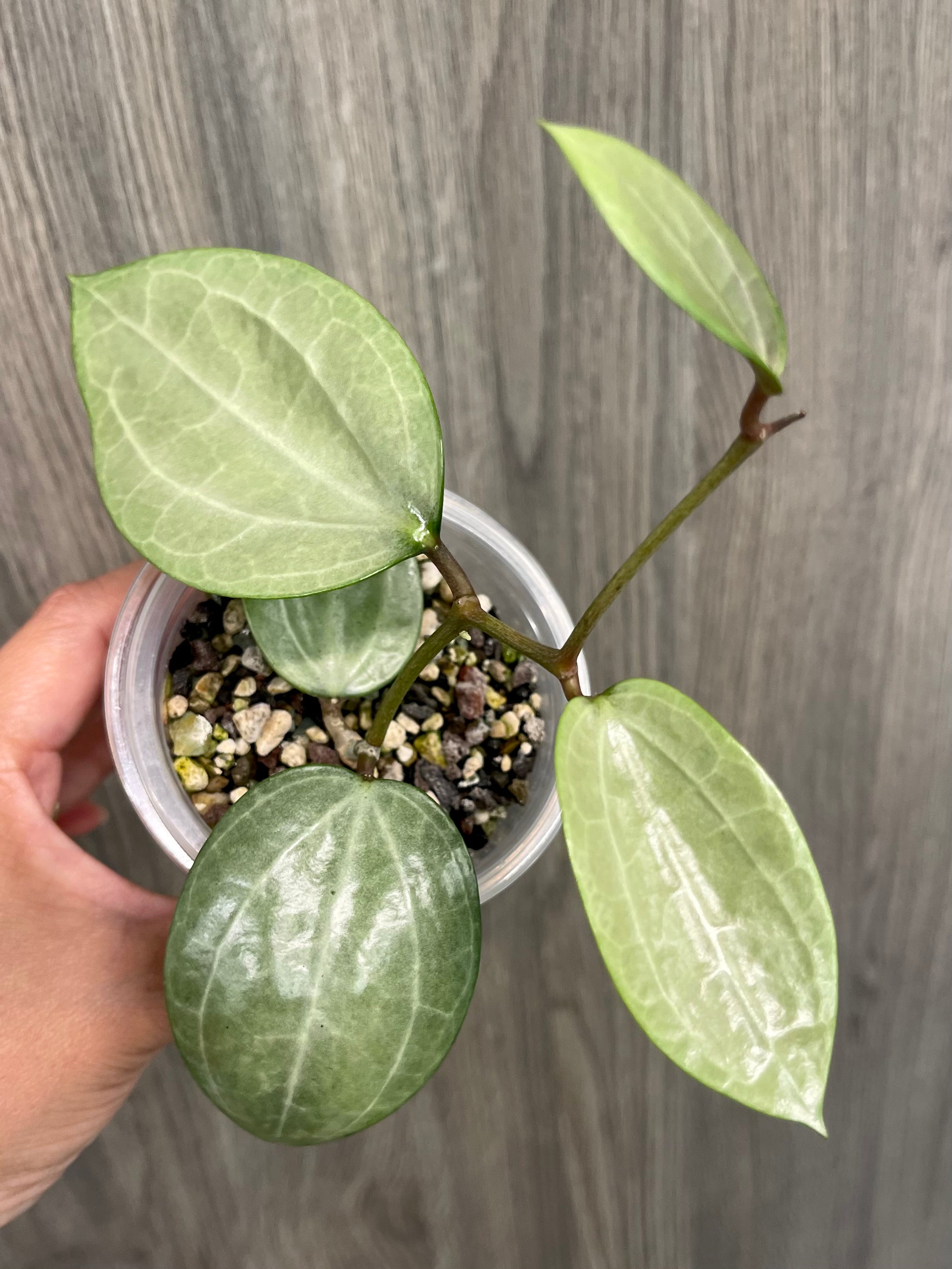 Hoya Latifolia Silver