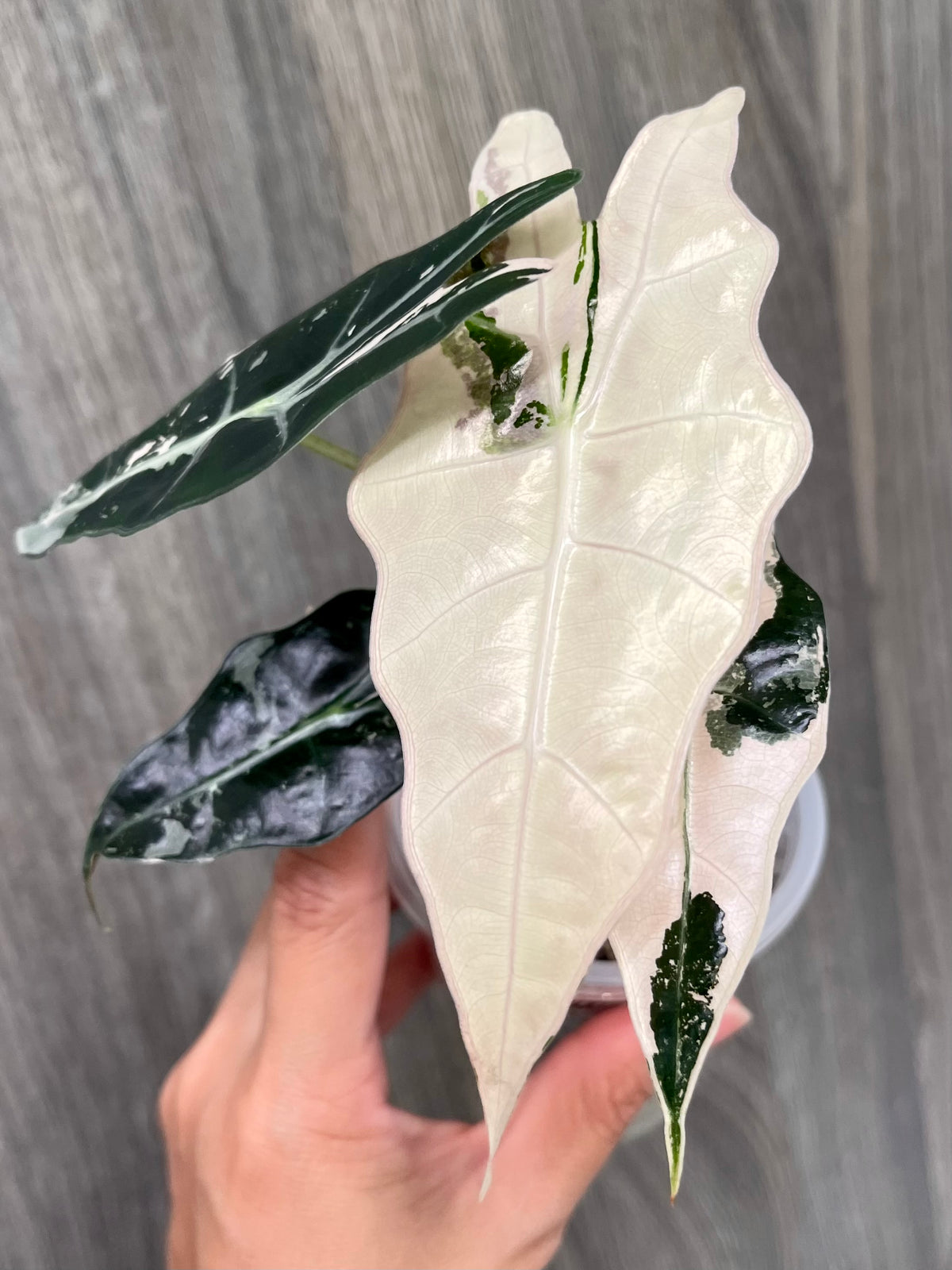 Alocasia Sanderiana Bull Pink A