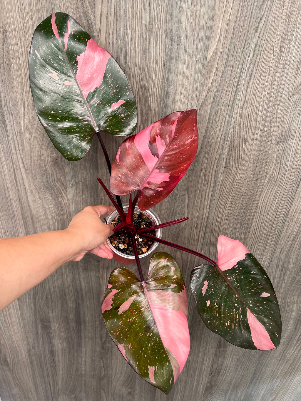 Philo Pink Princess Marble Indo B
