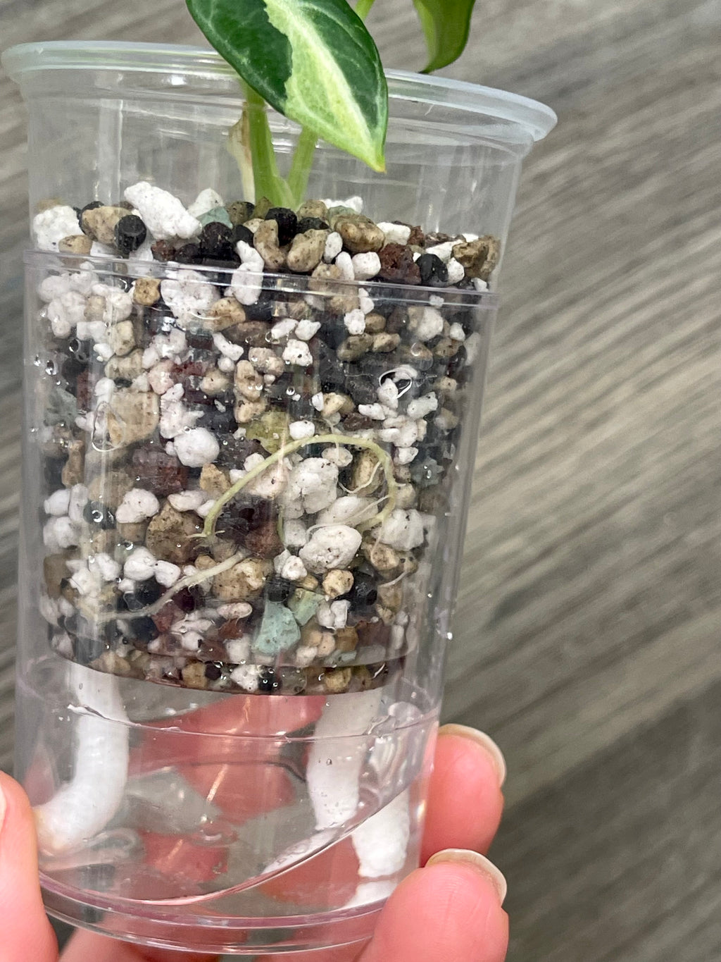 Alocasia Ninja Mint