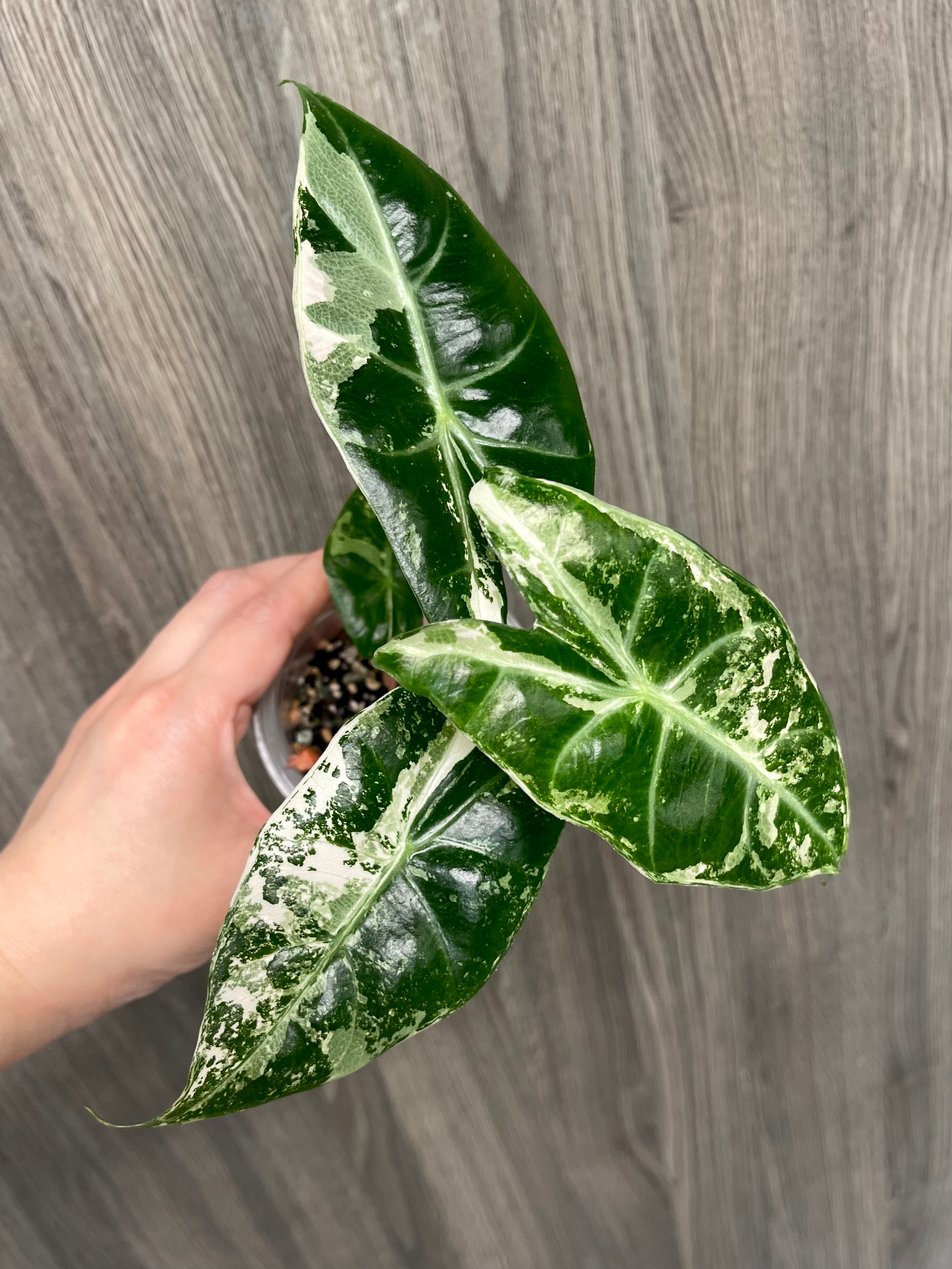 Alocasia Pink Dragon Albo