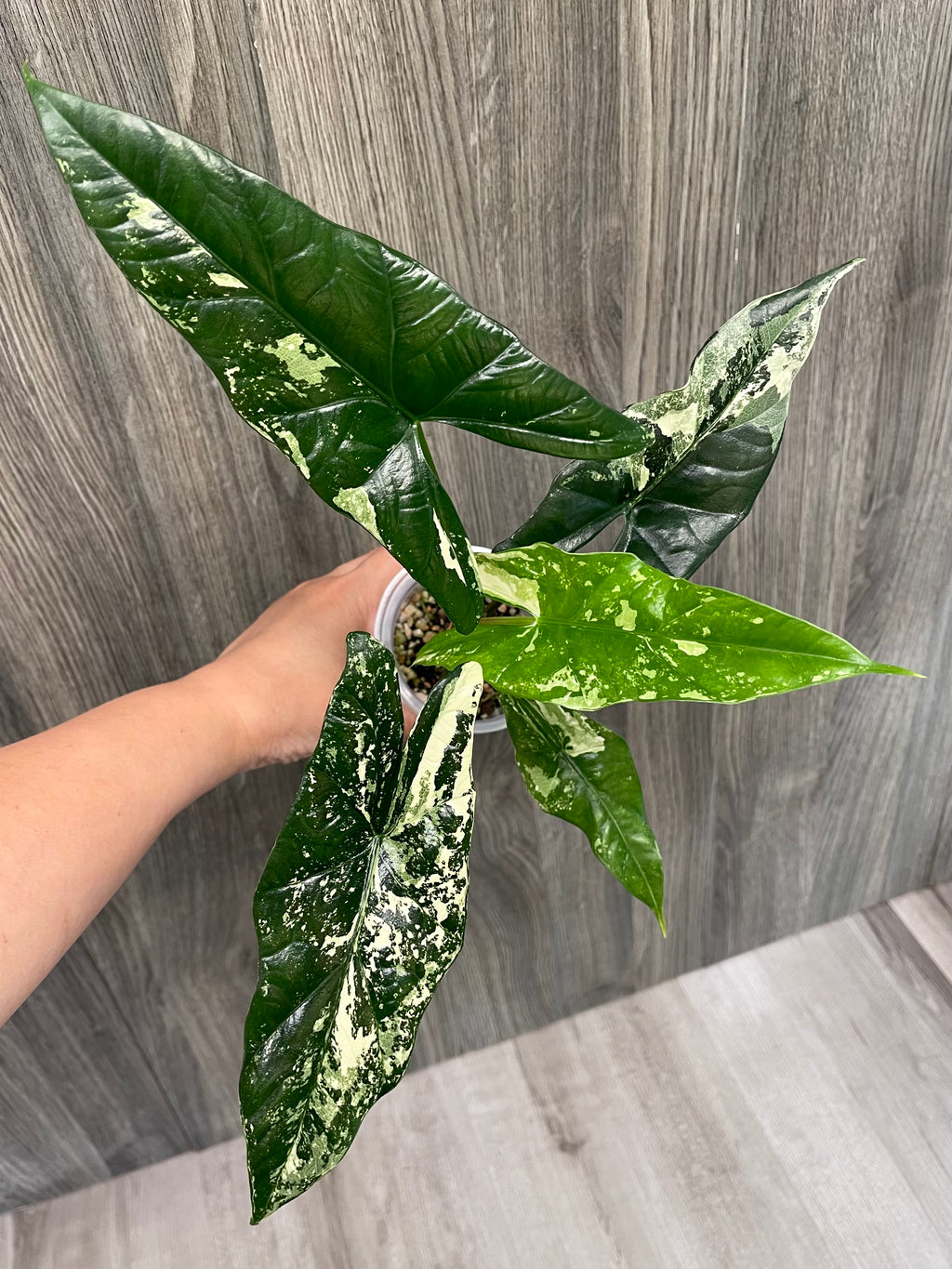 Alocasia Simpo Albo A