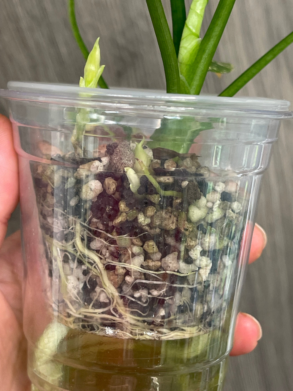 Alocasia Sinuata Aurea B