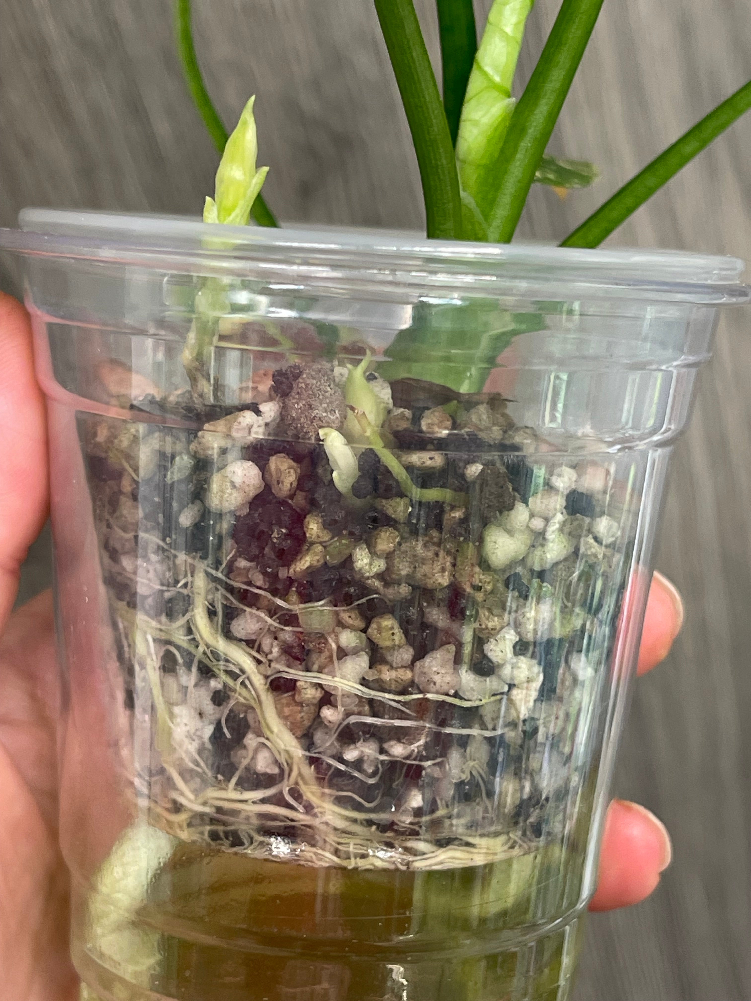 Alocasia Sinuata Aurea B