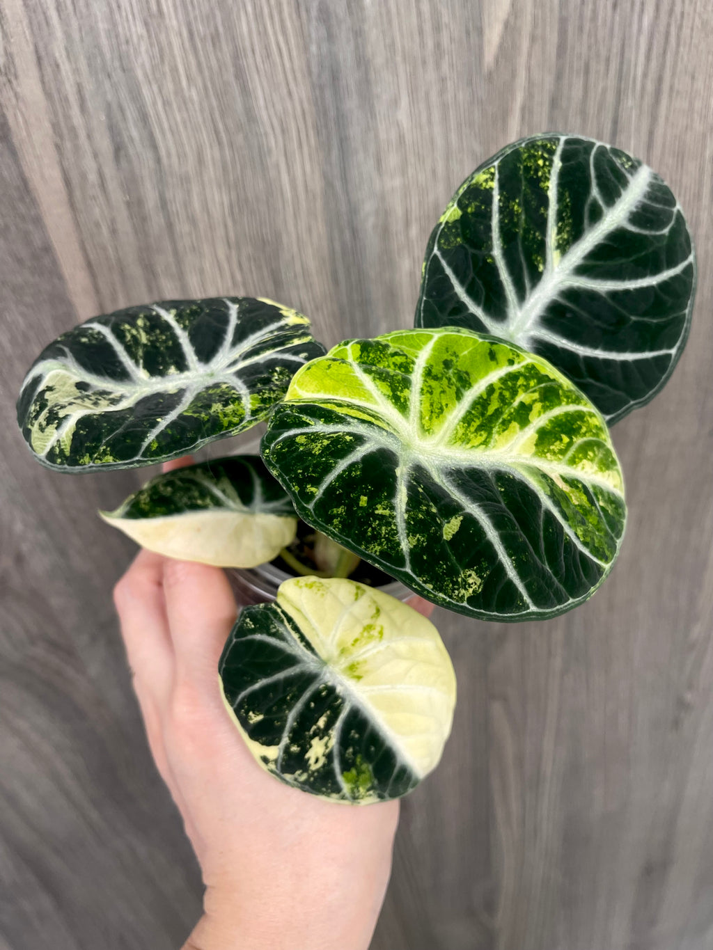 Alocasia Ninja Aurea