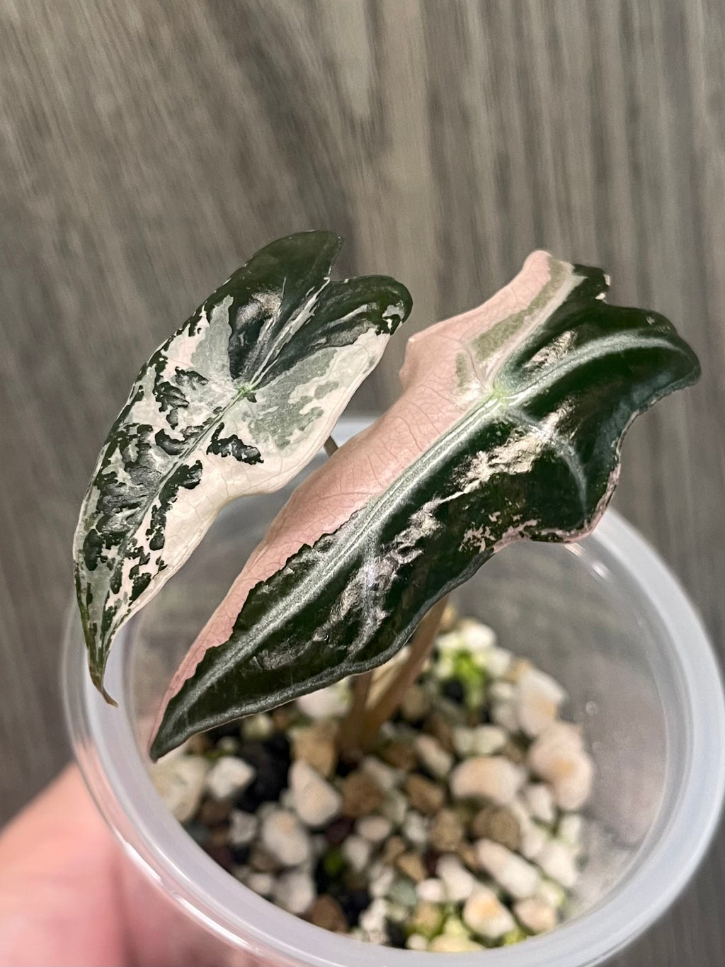 Alocasia Nobilis Pink