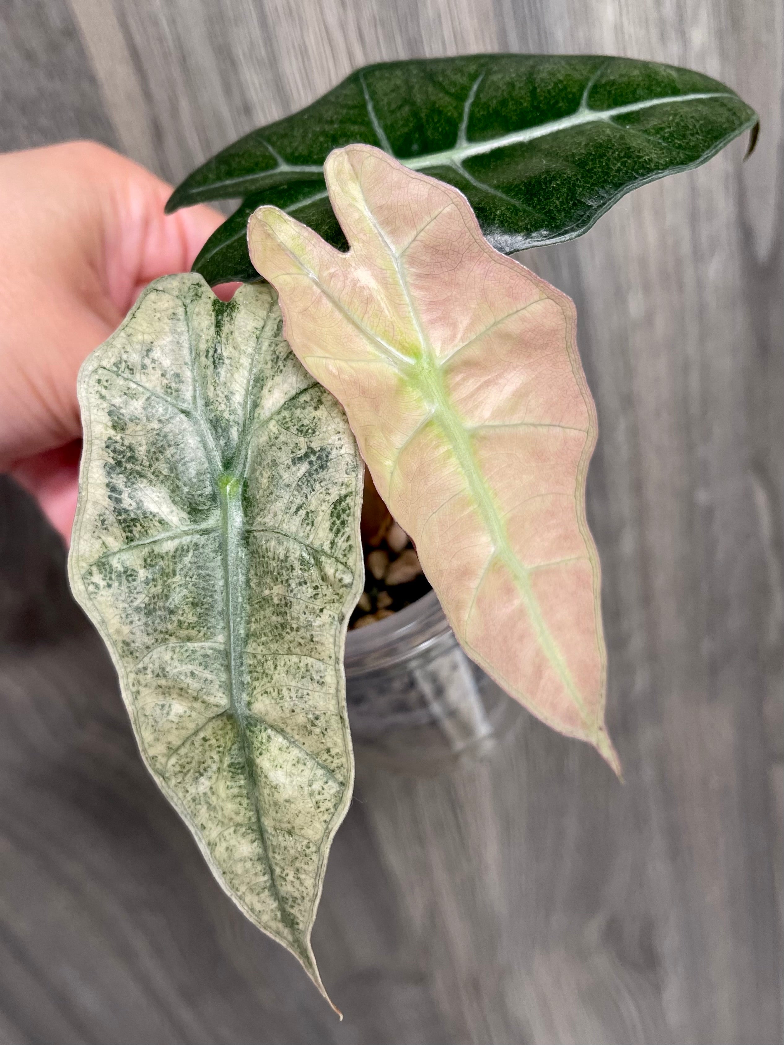 Alocasia Polly Pink Ghost
