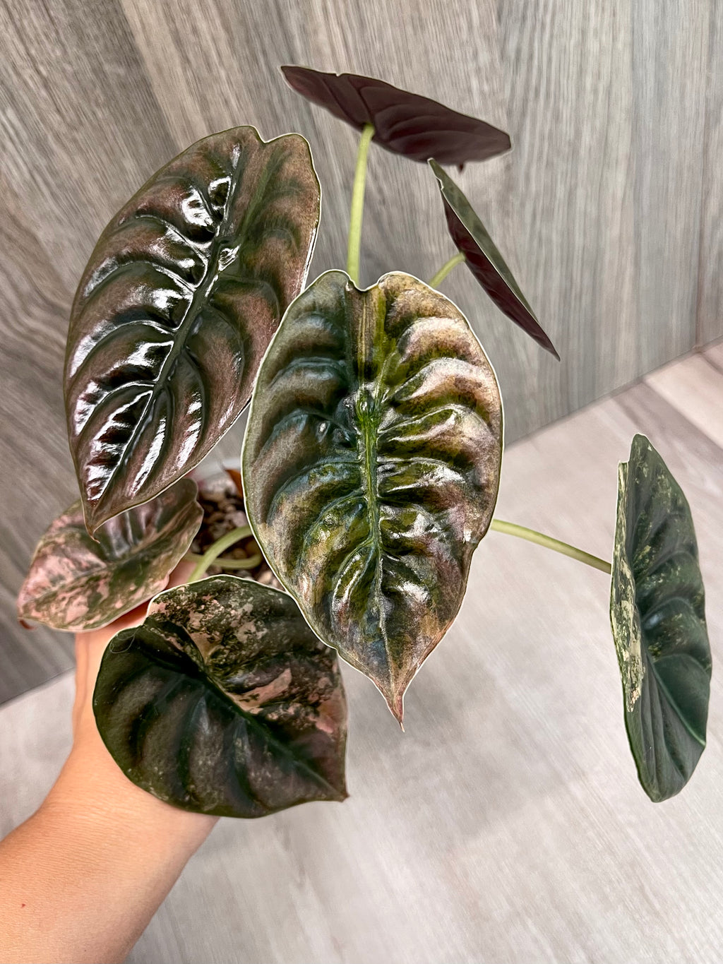 Alocasia Cuprea Latte B