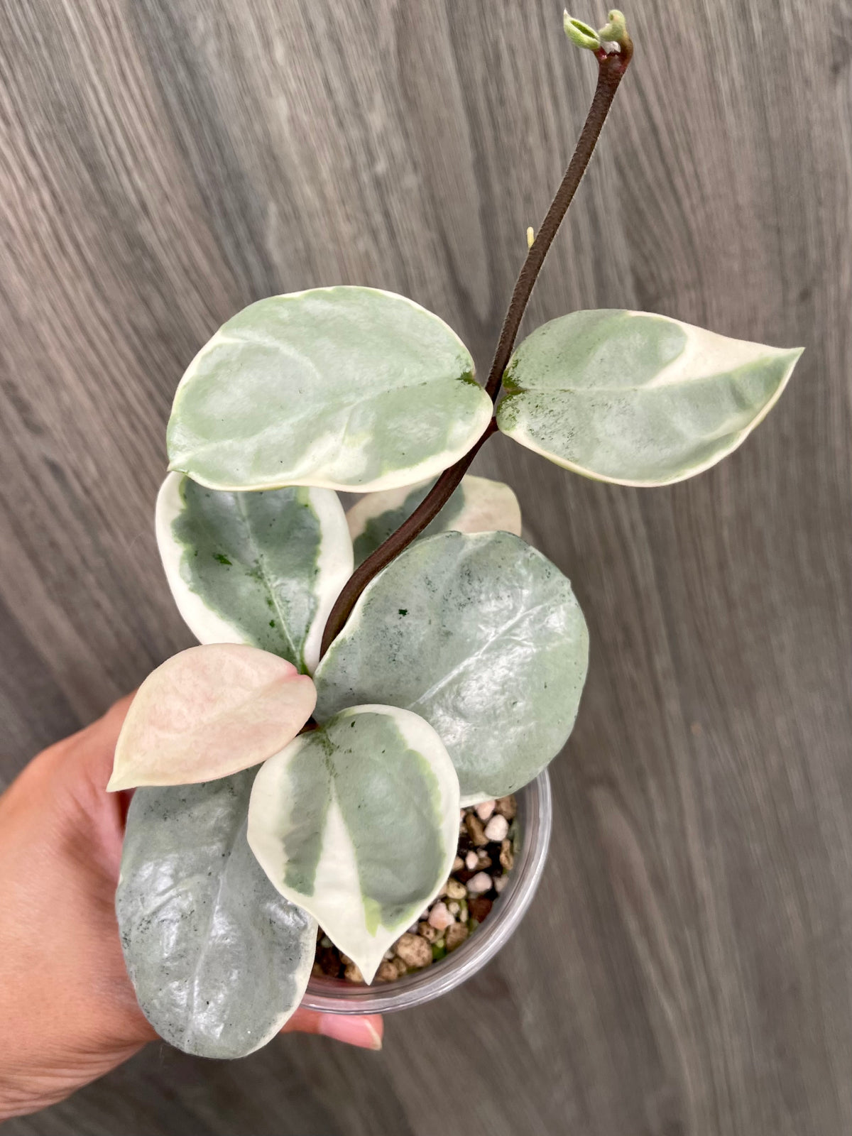 Hoya Argentea Picta B