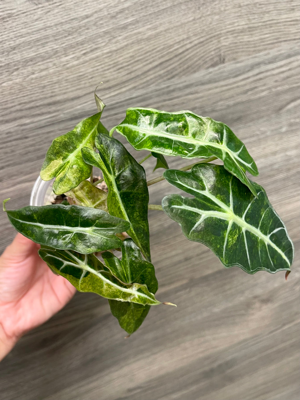 Alocasia Polly Aurea Splash B