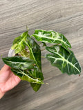 Alocasia Polly Aurea Splash B