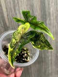 Alocasia Jacklyn Aurea