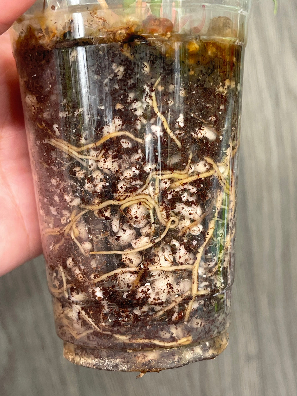 Scindapsus Peasun