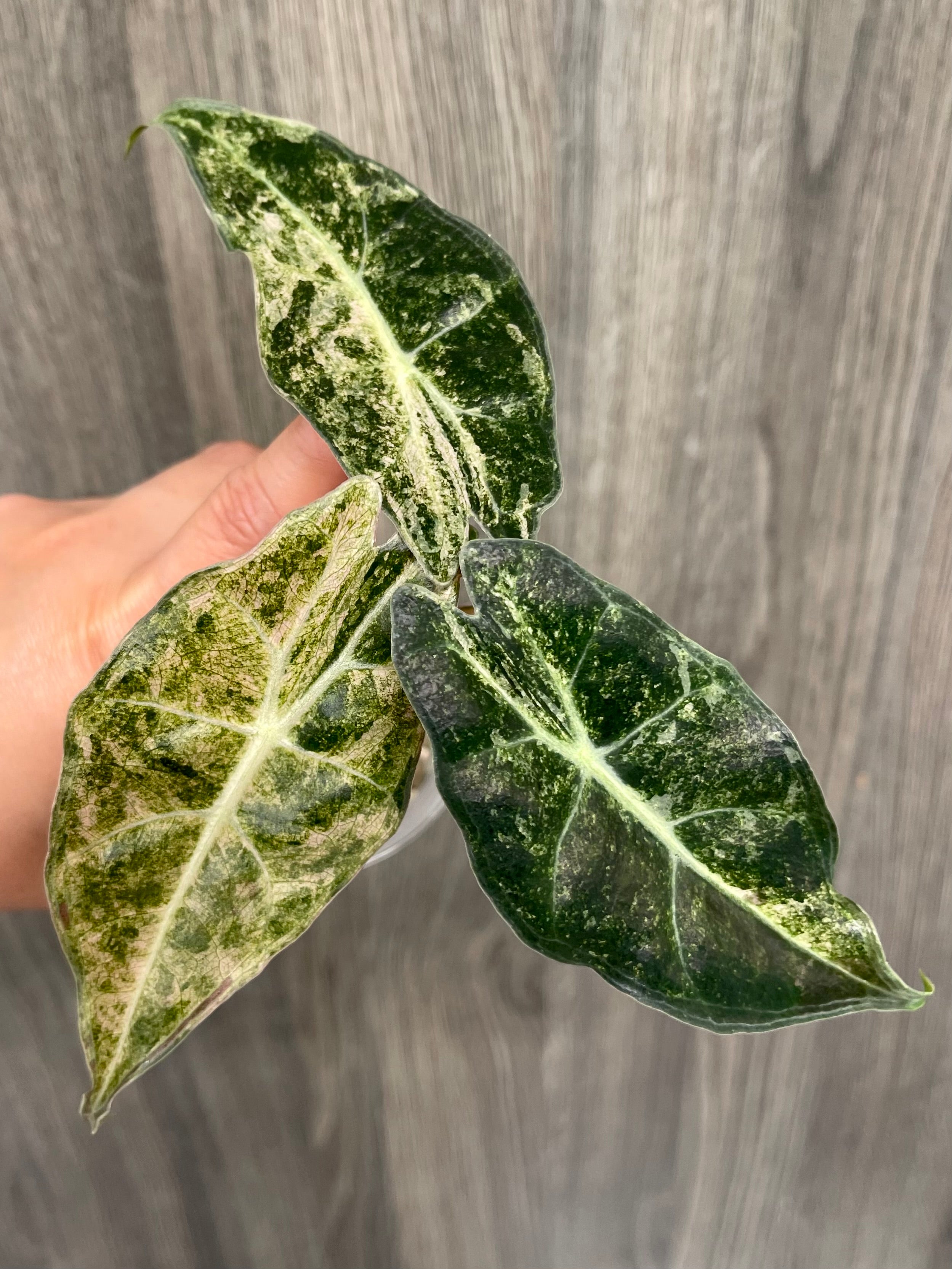 Alocasia Black Satun Pink Stardust B