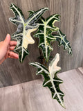 Alocasia Nobilis Pink A