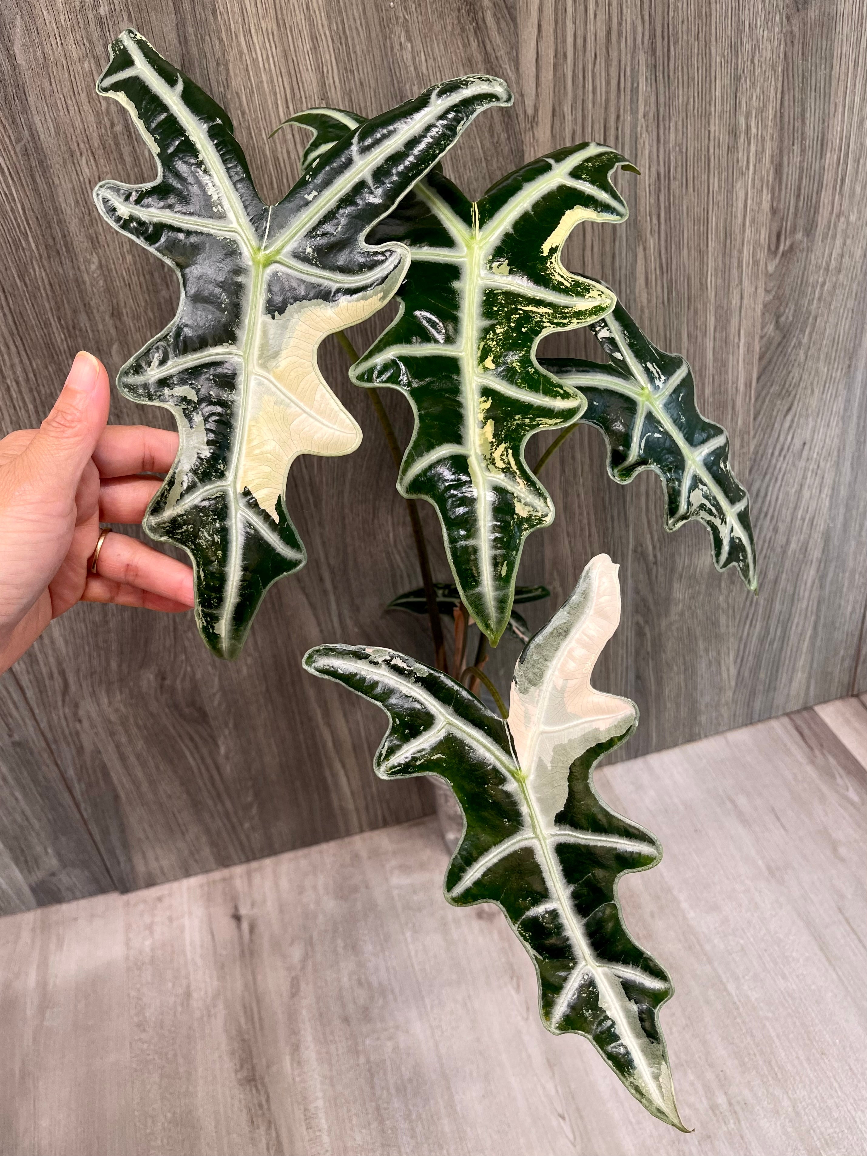 Alocasia Nobilis Pink A