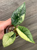 Alocasia Bisma Platinum Albo Mint