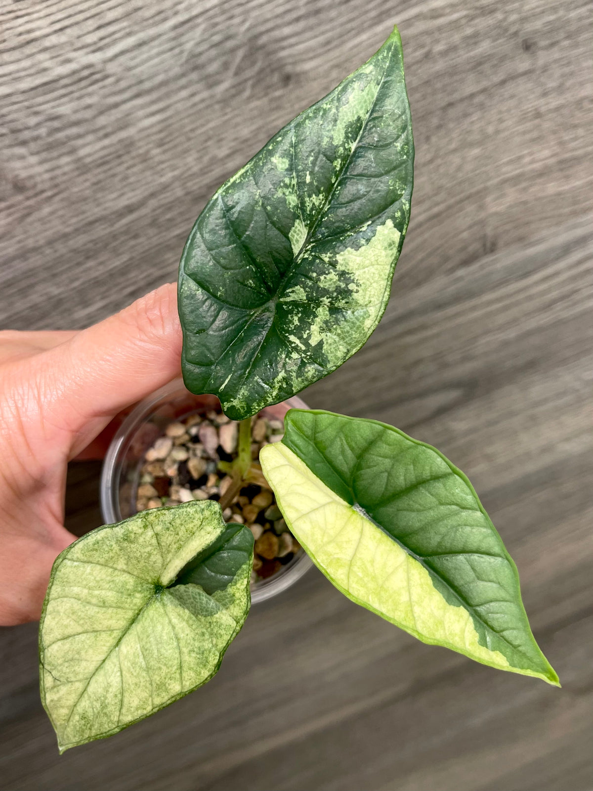 Alocasia Bisma Platinum Albo Mint