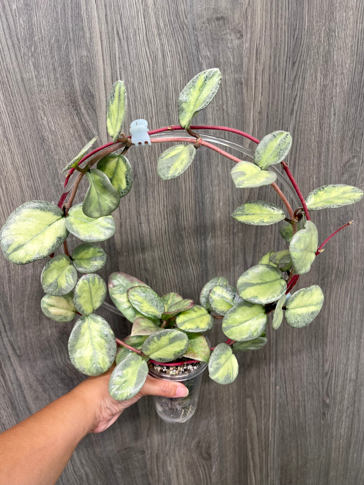 Hoya Argentea Princess