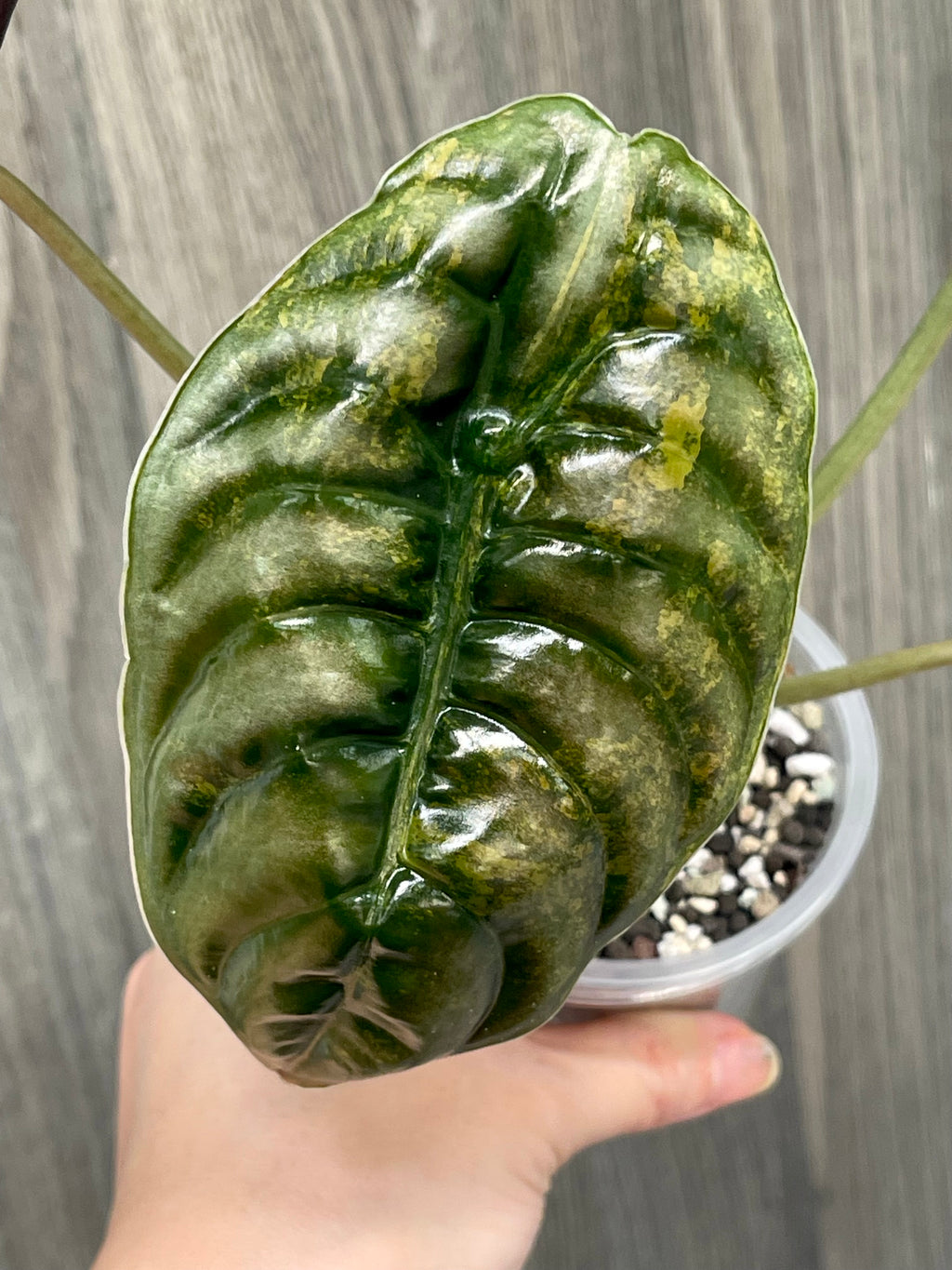 Alocasia Cuprea Latte