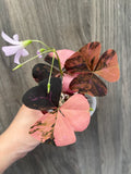 Purple Oxalis Triangularis Variegated