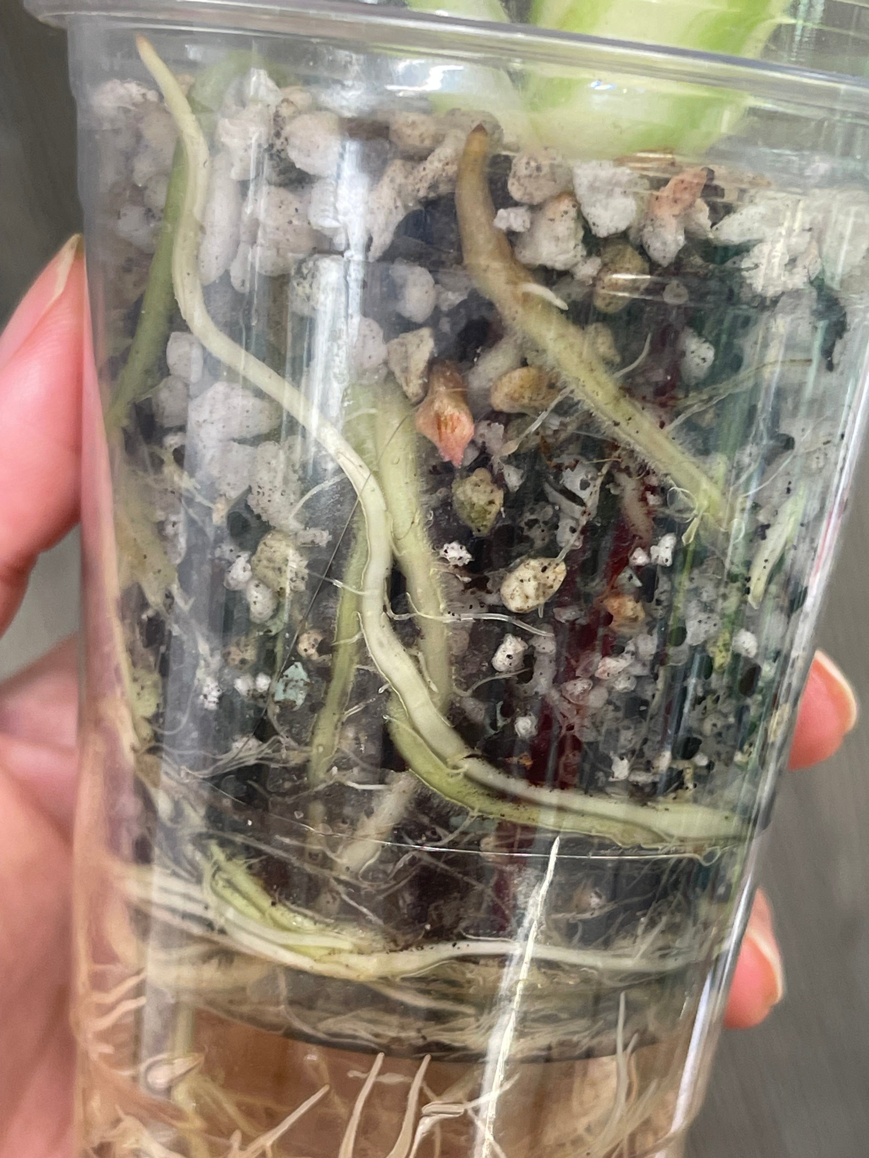 Alocasia Regal Shield Albo