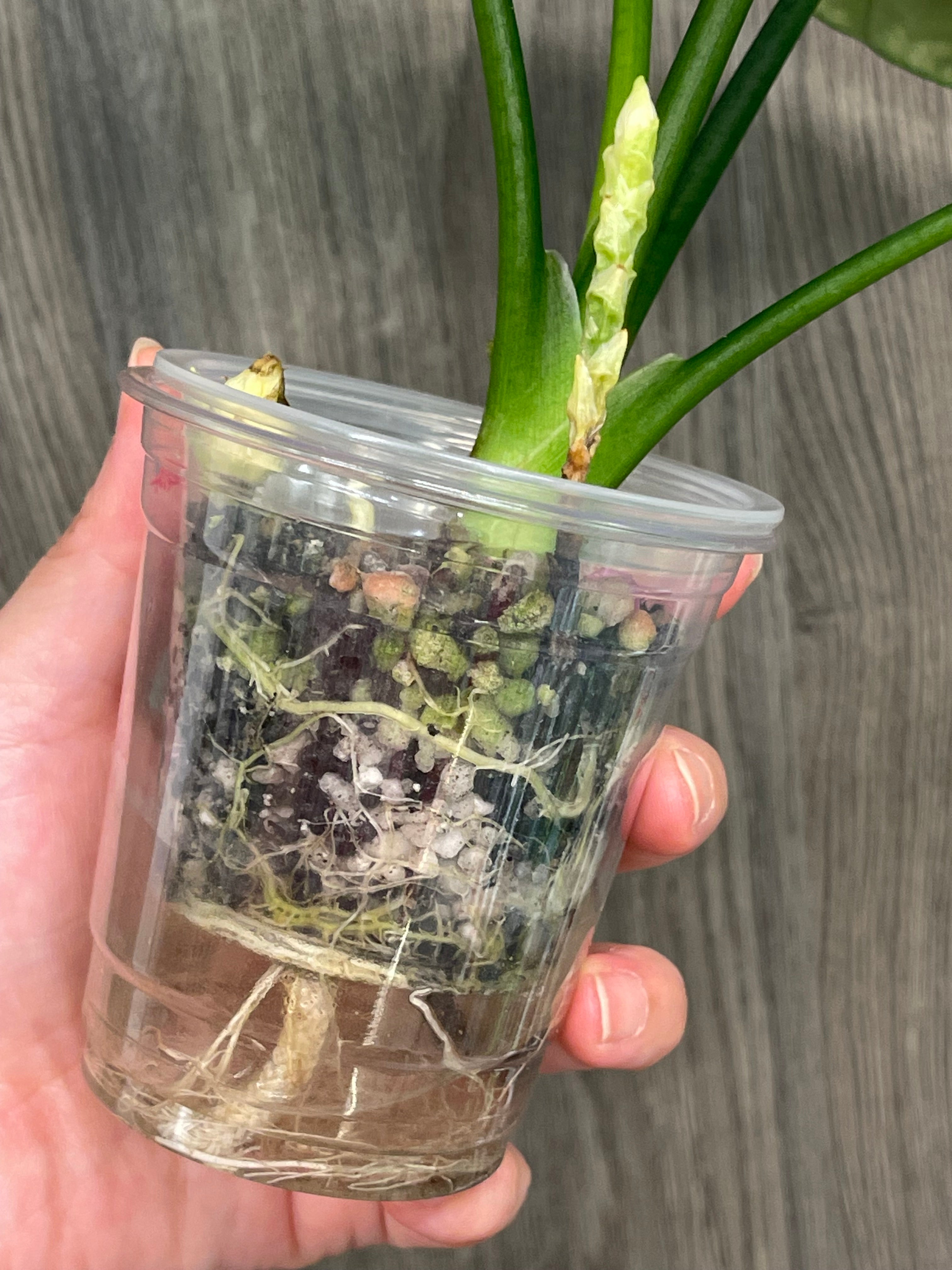 Alocasia Sinuata Green on Green