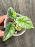 Alocasia Silver Dragon Aurea