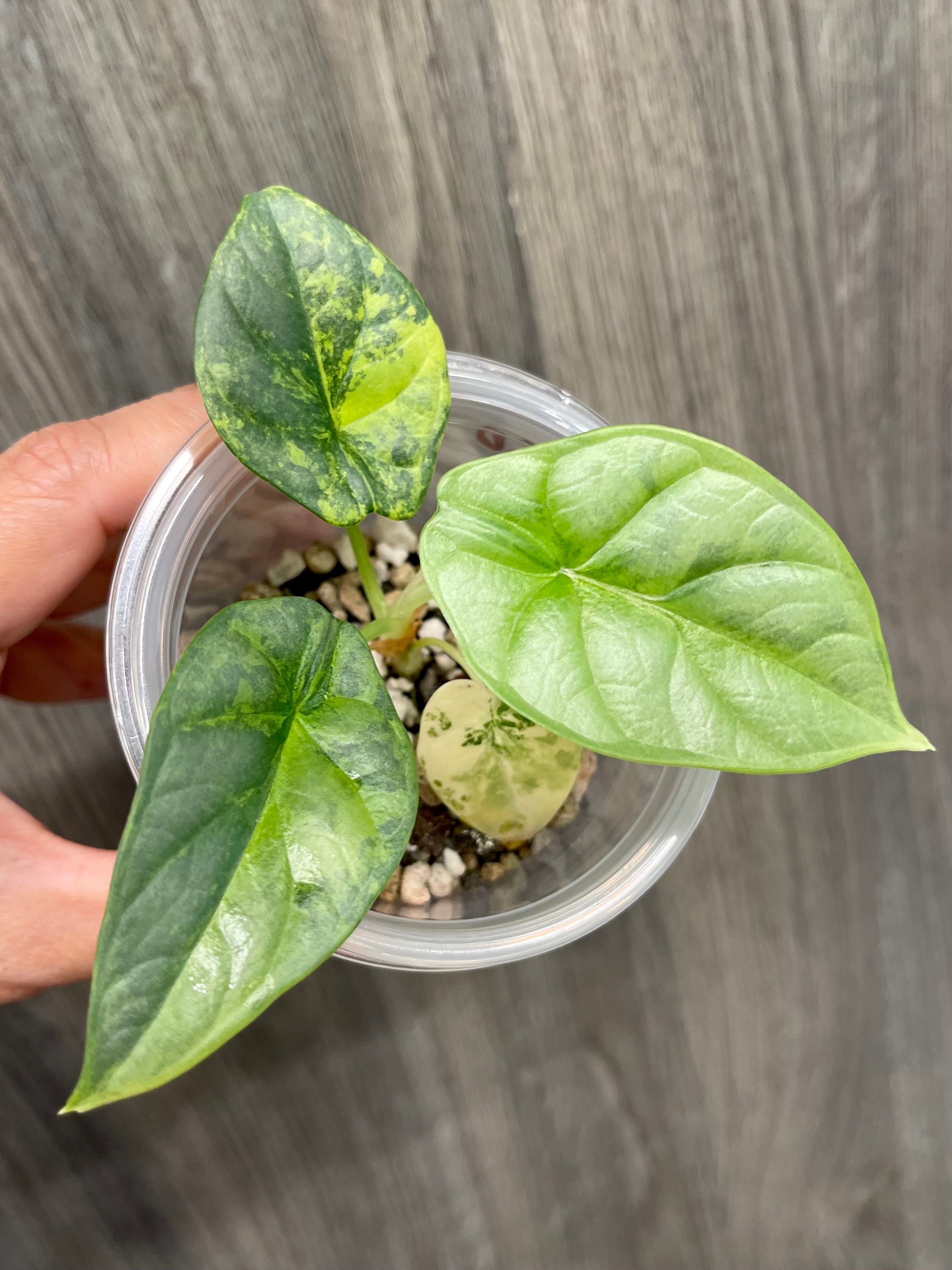 Alocasia Silver Dragon Aurea