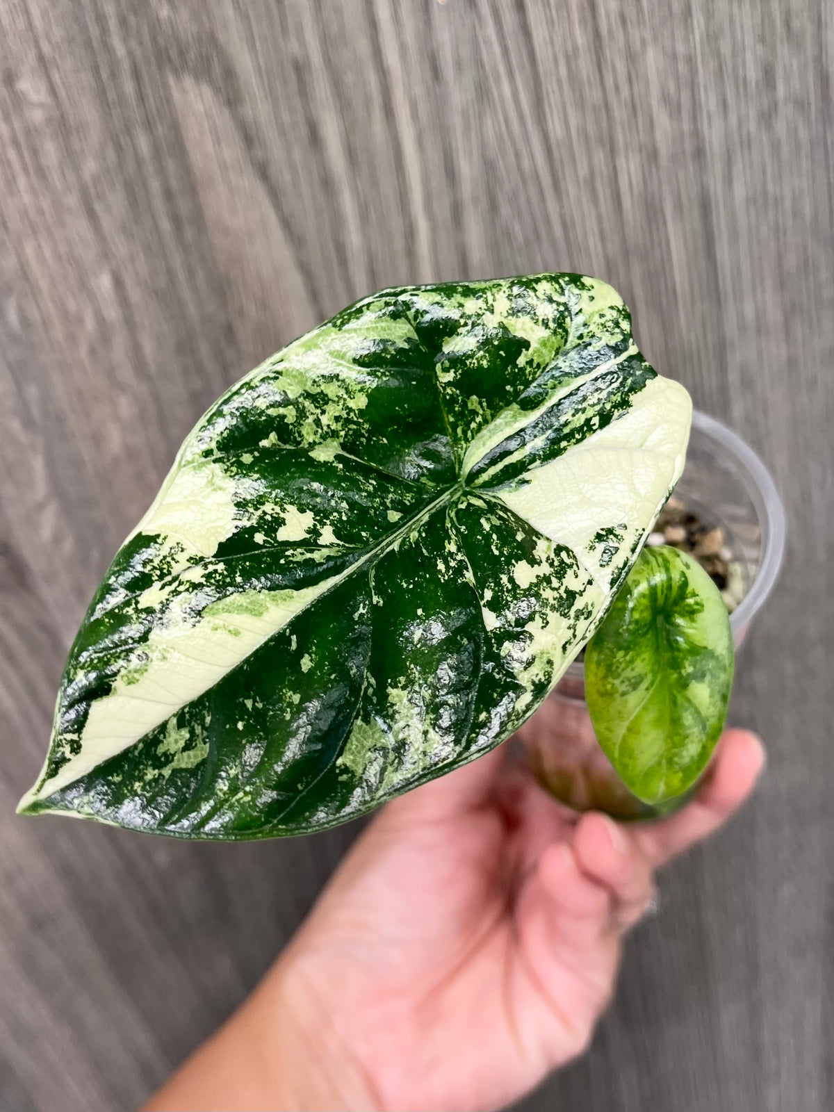 Alocasia Sinuata Mint B