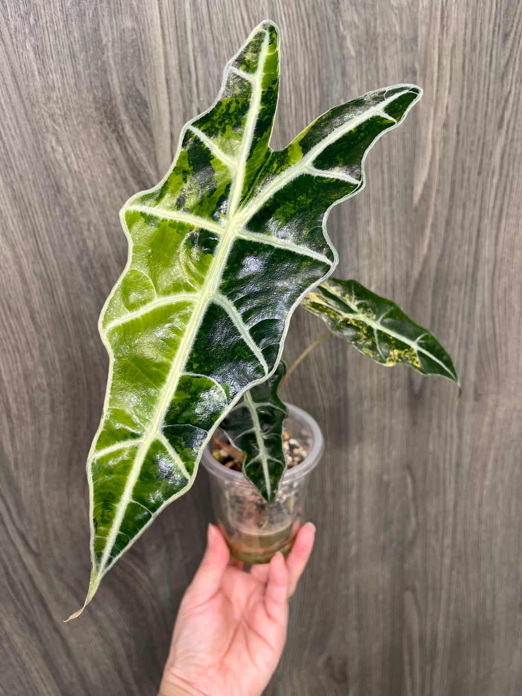 Alocasia Sanderiana Bull Aurea