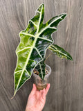 Alocasia Sanderiana Bull Aurea