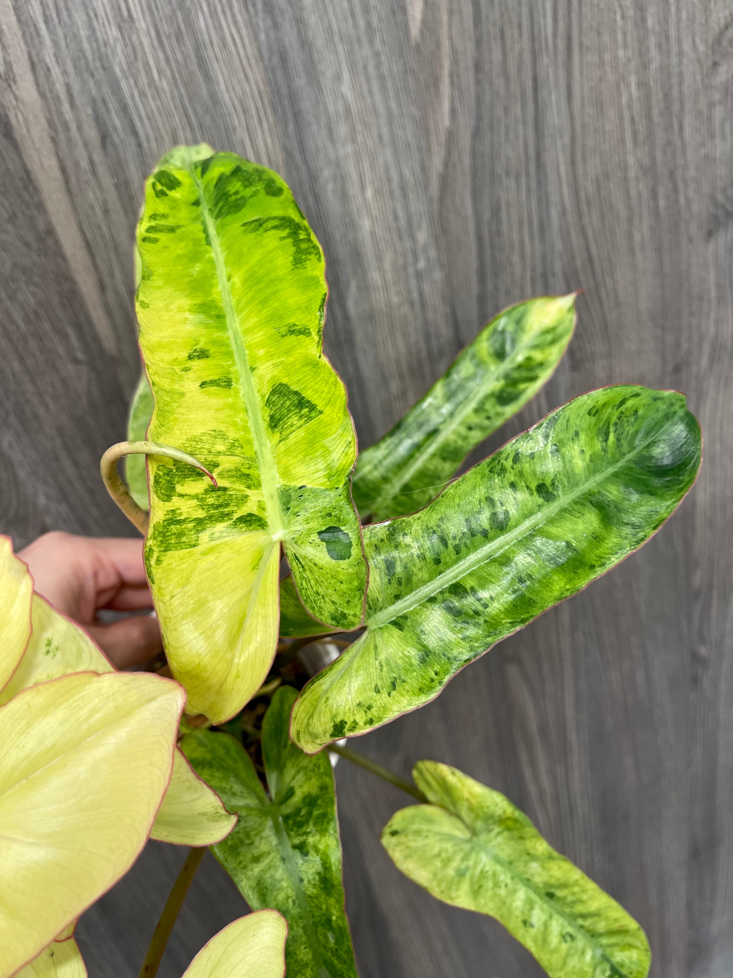 Philodendron Paraiso Verde Aurea