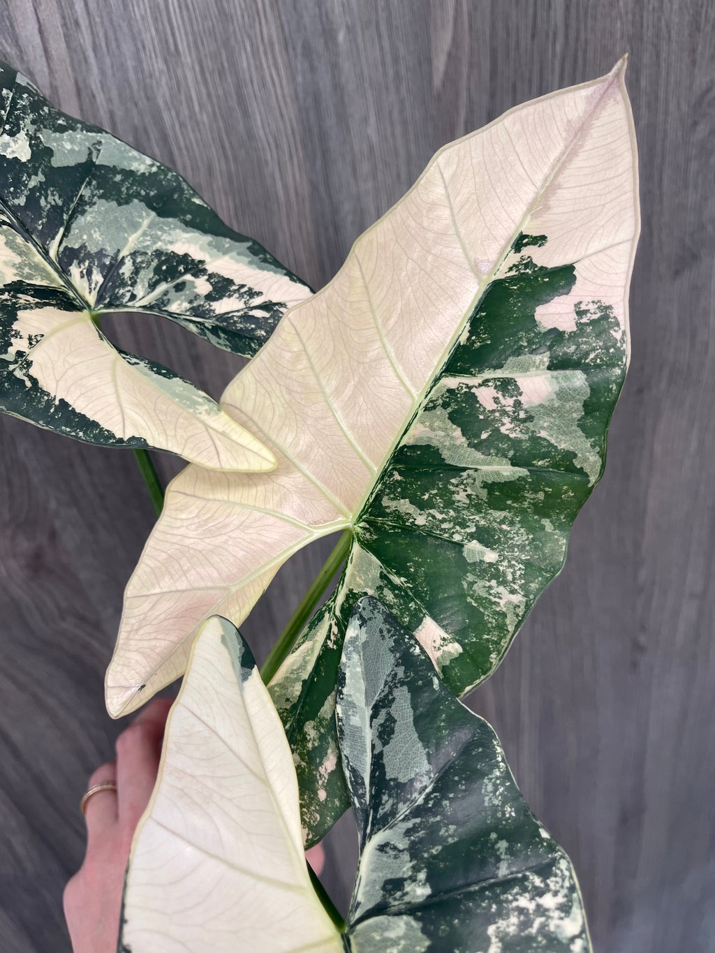 Alocasia Scabriuscula Pink Albo