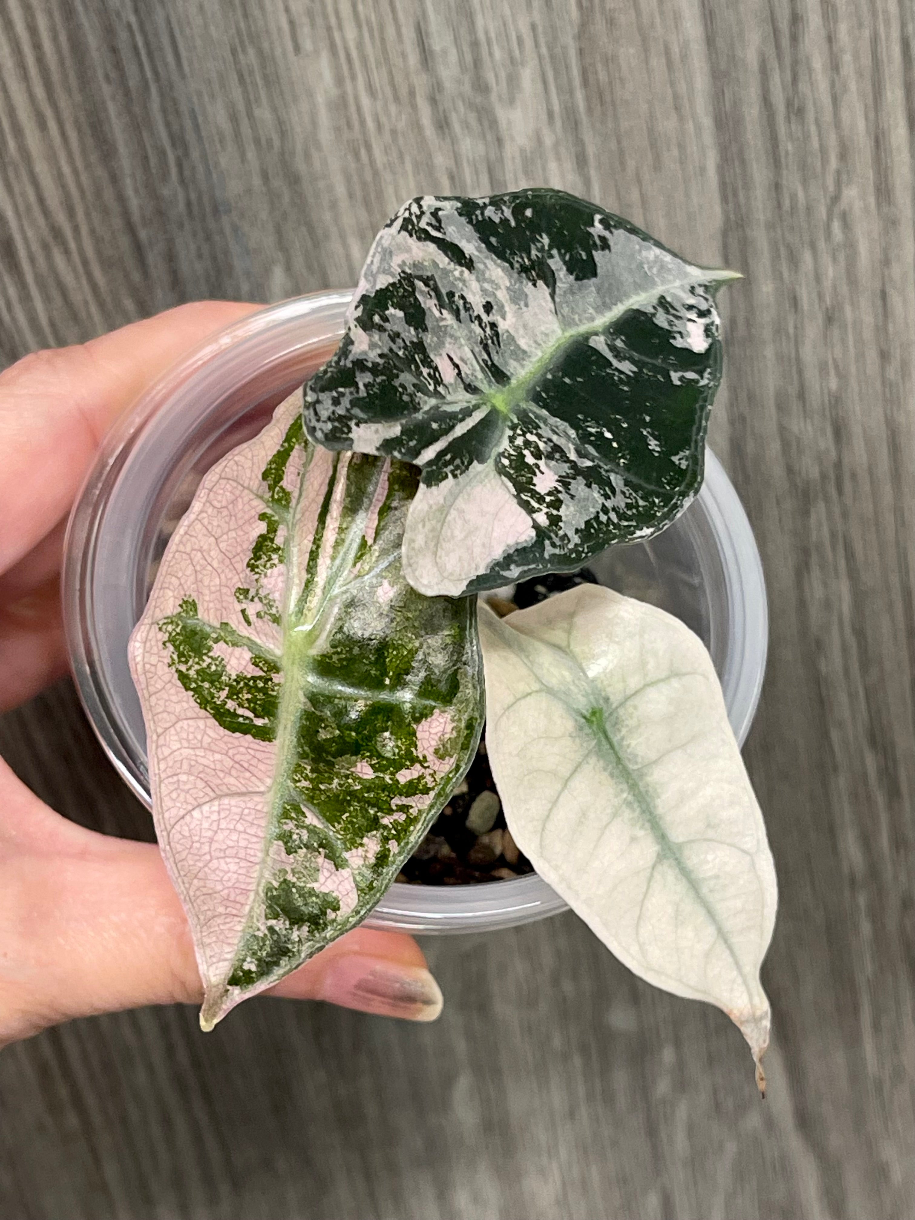 Alocasia Polly Pink Albo Mint B